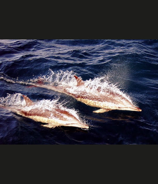 En compagnie des dauphins