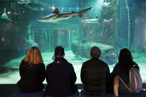 S'immerger dans un tunnel à requins de 22 mètres de long au Seaquarium du Grau-du-Roi