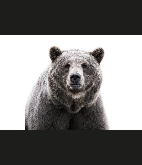 Dans les yeux de l'ours