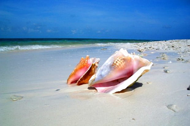 Coquillages à Los Roques