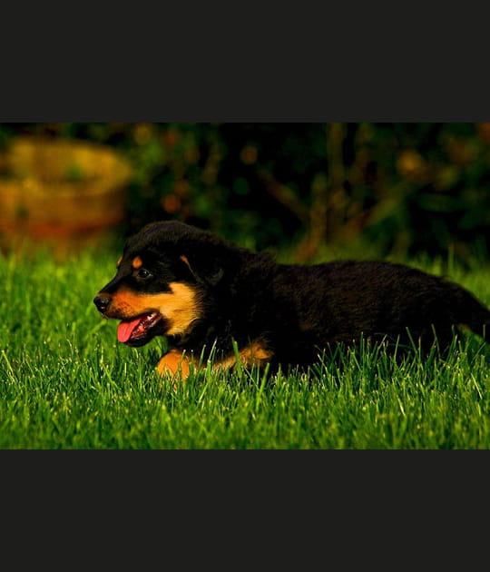Adorable chiot