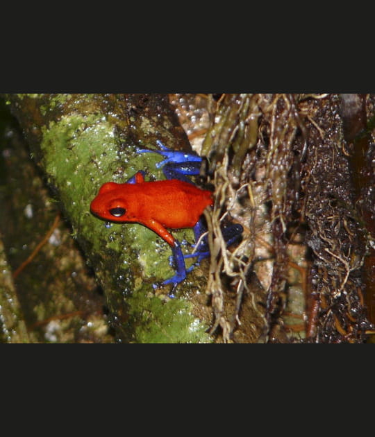 Une grenouille en jean