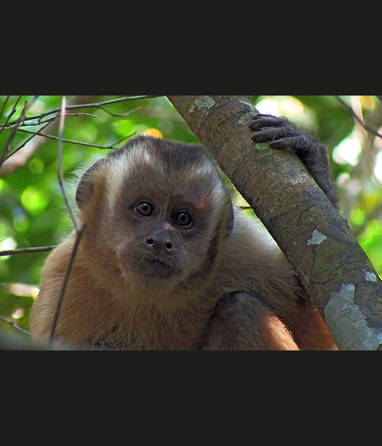 Le capucin, en danger d'extinction