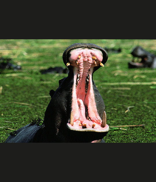 Un fleuve qui permet la vie