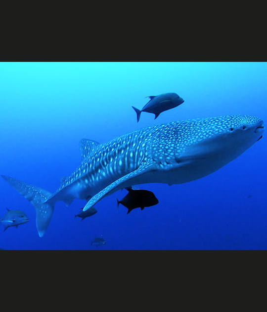 Le plus gros des poissons