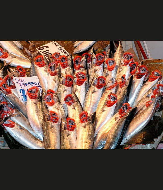 Un bouquet de poissons