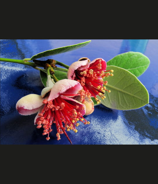 Feijoa