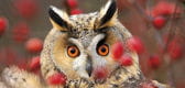 wildlife