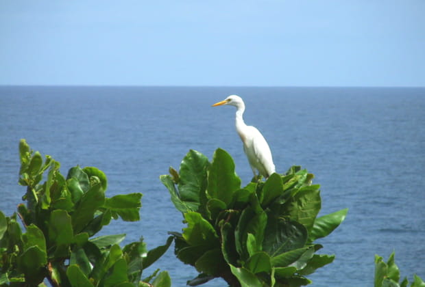 Un pic-boeuf sur un amandier