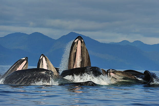 La danse des baleines