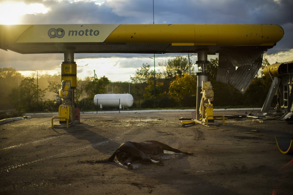 Un cheval mort pr&egrave;s d'une station service dans le Donetsk