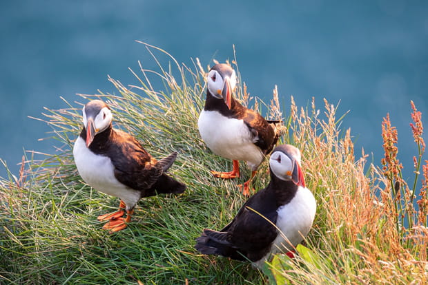 Islande, l'île de feu et de glace en 20 images : Falaises de Látrabjarg