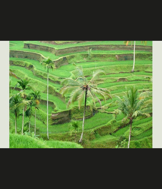Rizi&egrave;re &agrave; Bali