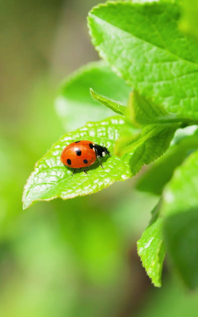 Attirer leurs pr&eacute;dateurs naturels