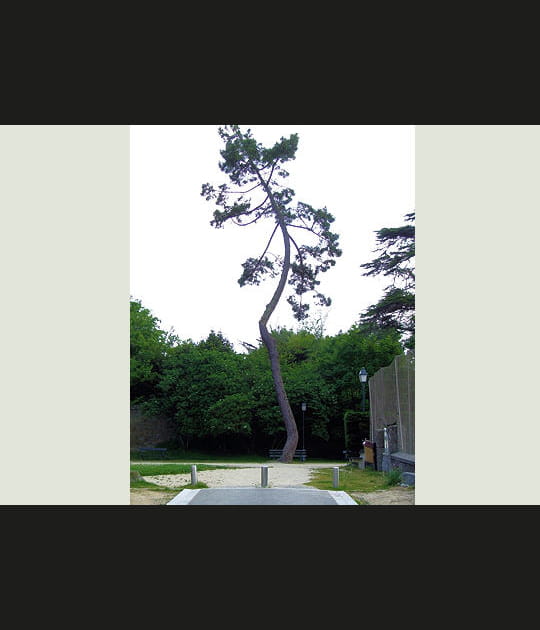 L'arbre zig-zag