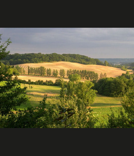 Champs de bl&eacute; autour d'Agen