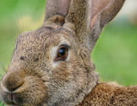Pas si bêtes ! : Le lapin, taillé pour survivre
