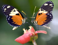 Pollen