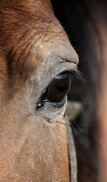 Des chevaux touch&eacute;s par la honte