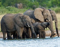 Les secouristes de la jungle : Au secours des éléphants