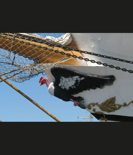 Un condor des Andes