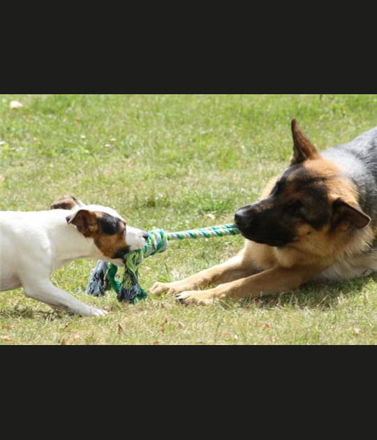 Tir &agrave; la corde canin