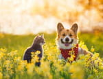 Animaux à adopter : nouvelle famille pour une nouvelle vie