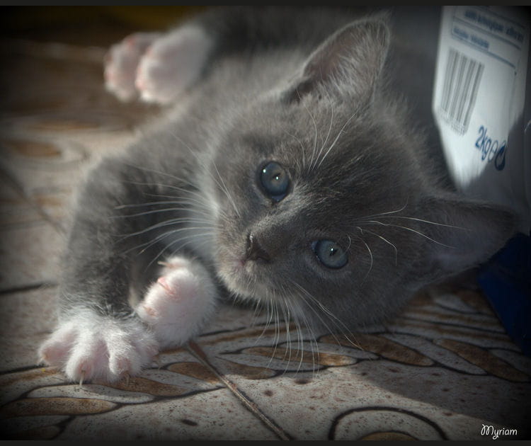 Tendresse