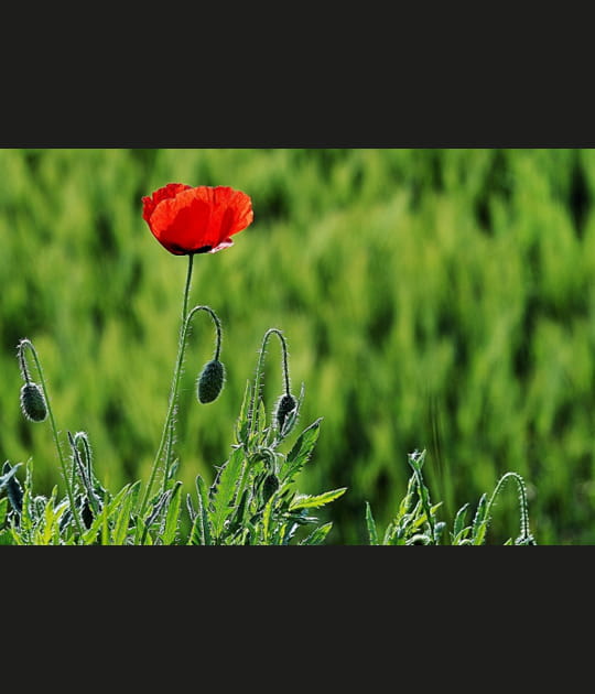 Le coquelicot