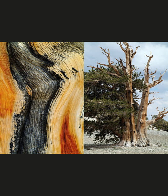 Le pin bristlecone