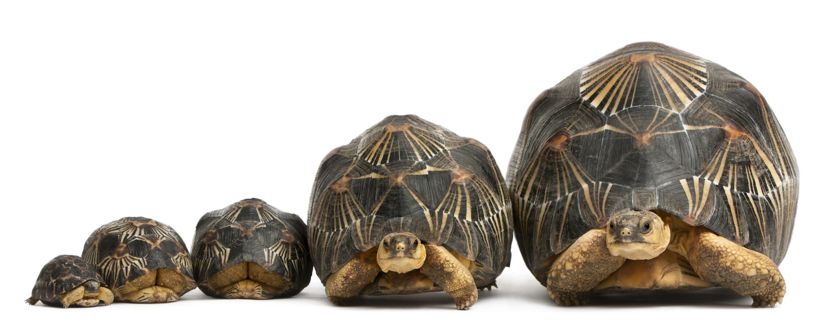 La tortue rayonn&eacute;e