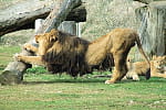 lions etirements 385297