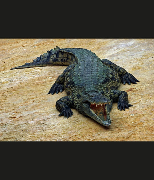 Crocodile