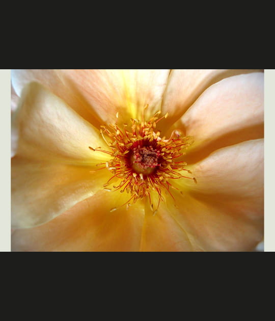 Au coeur de la rose