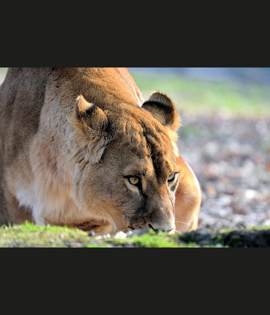 En chasse