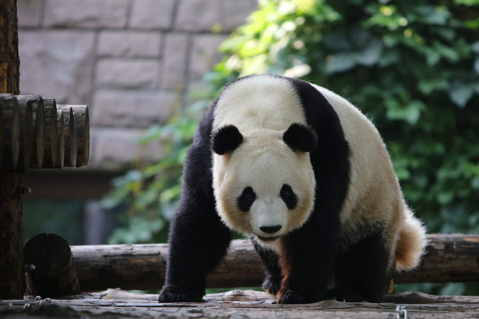 Le zoo de P&eacute;kin
