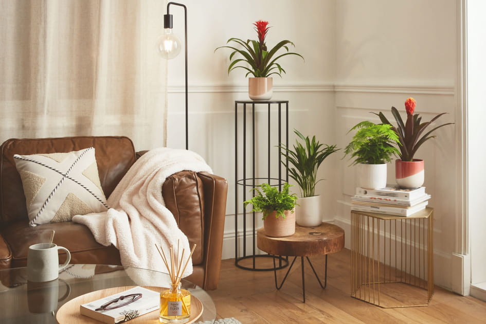 Des plantes &agrave; tous les &eacute;tages