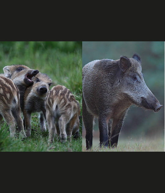 Le marcassin et le sanglier
