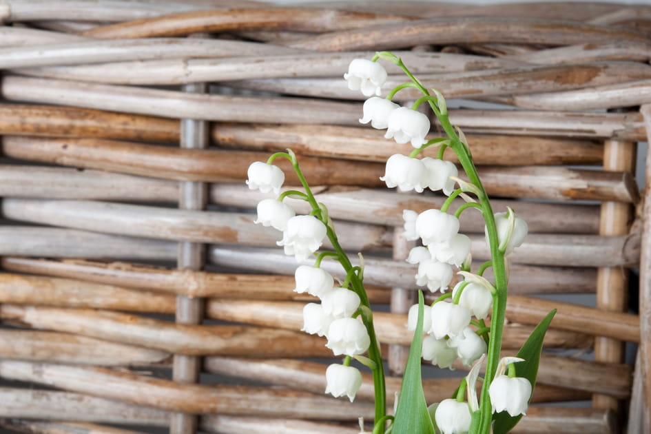 Les plus jolies photos de muguet &agrave; envoyer &agrave; vos proches pour le 1er mai