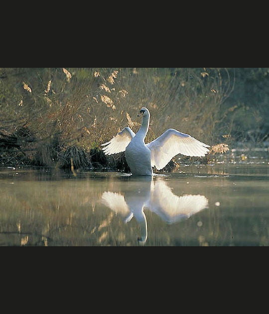 Le cygne majestueux