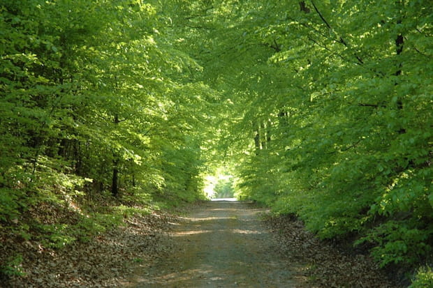 Le paysage de chasse par force au Danemark