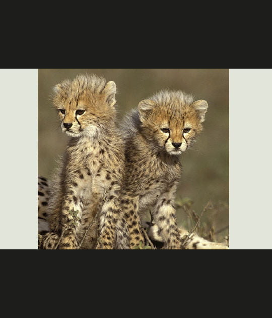 Fine crini&egrave;re