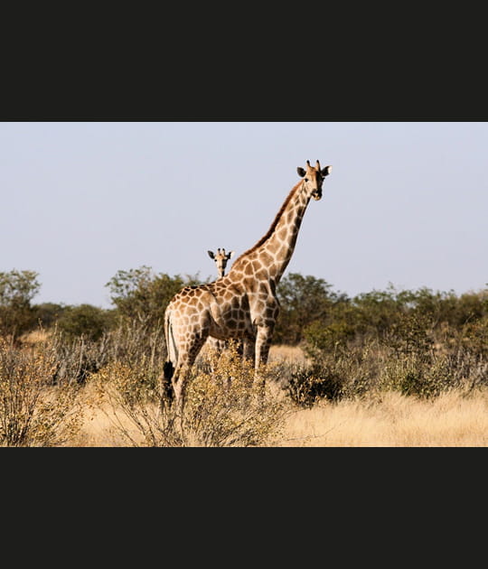 Girafes
