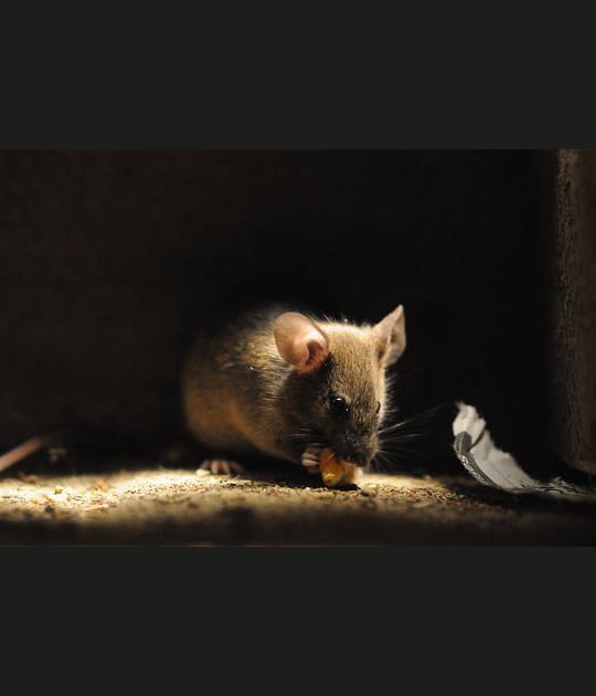 Les souris se r&eacute;galent