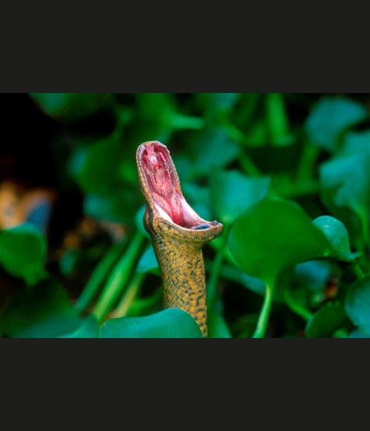 Le cri de l'anaconda