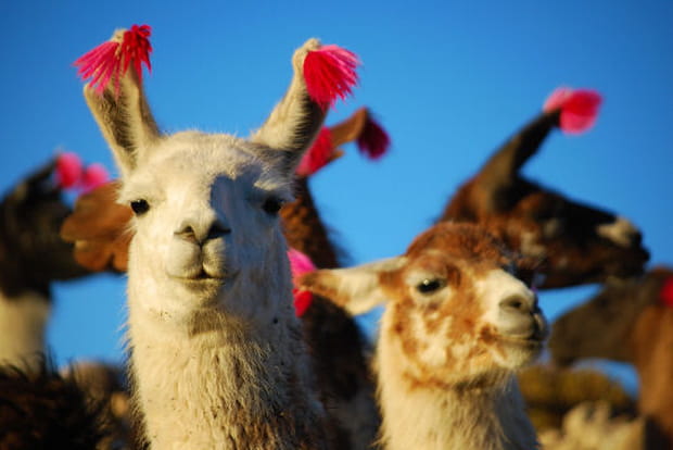 La coquetterie des lamas