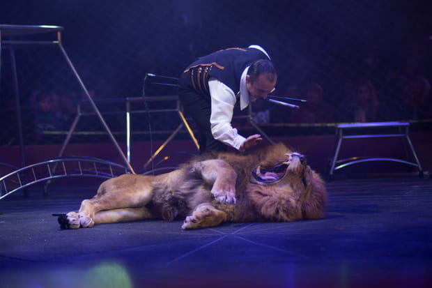 Dans la cage aux fauves