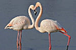les animaux amoureux 