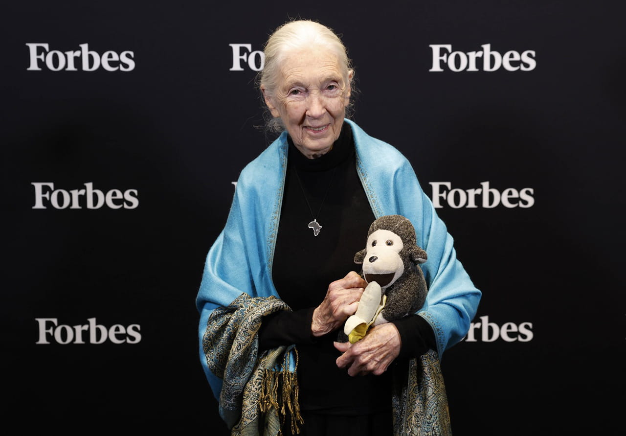 Mort de Jane Goodall Ã  91Â ansÂ : qui Ã©tait cette chercheuse qui a "rÃ©volutionnÃ© la...