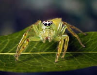 Monster Bug Wars !